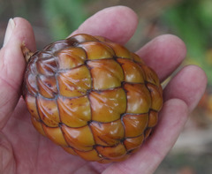 Raphia farinifera