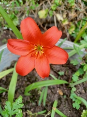 Cyrtanthus sanguineus