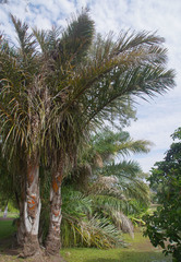 Raphia farinifera