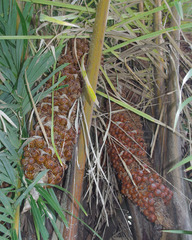 Raphia farinifera
