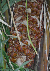 Raphia farinifera