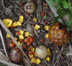 Raphia farinifera