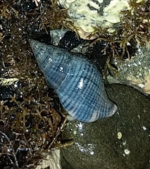 Buccinulum littorinoides