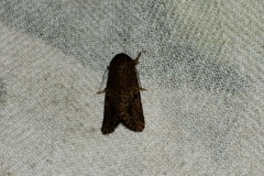 Spodoptera exempta