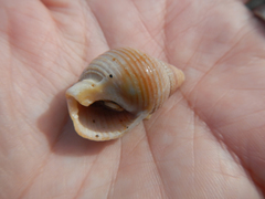Buccinidae