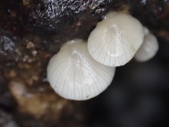 Crepidotus stipitatus