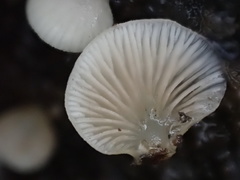 Crepidotus stipitatus