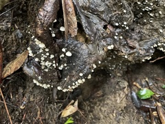 Crepidotus stipitatus