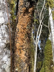 Fuscoporia ferruginosa