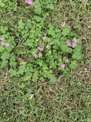 Oxalis debilis