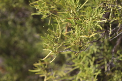 Geijera linearifolia