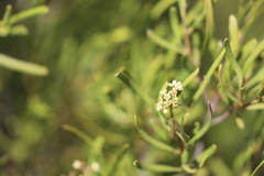 Geijera linearifolia