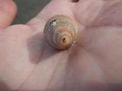 Buccinidae