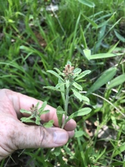 Gamochaeta argyrinea