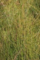 Carex capillacea