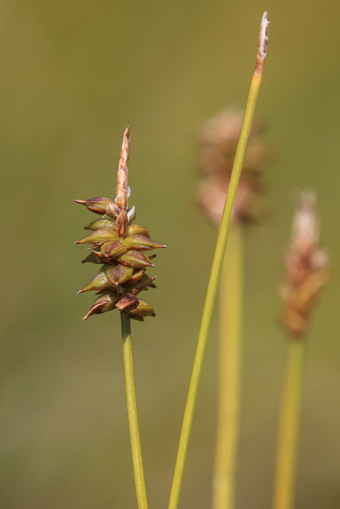 Carex capillacea