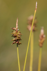Carex capillacea