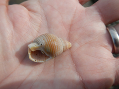 Buccinidae