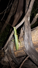 Trachymantis dentifrons