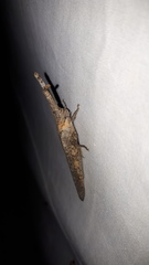 Retuspia validicornis