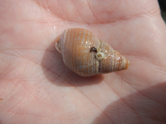 Buccinidae