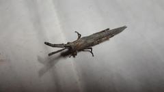 Retuspia validicornis