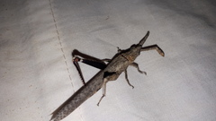 Retuspia validicornis