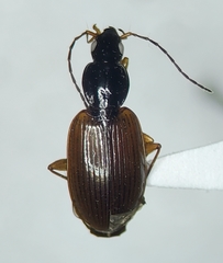 Agonum palustre