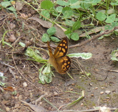Heteronympha paradelpha