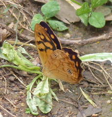 Heteronympha paradelpha