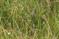 Carex capillacea