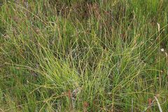 Carex capillacea