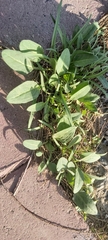 Rumex spinosus