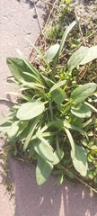 Rumex spinosus