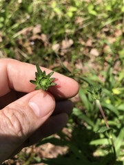 Marshallia legrandii
