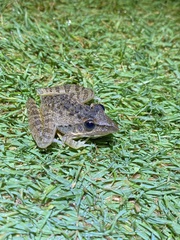 Ptychadena oxyrhynchus
