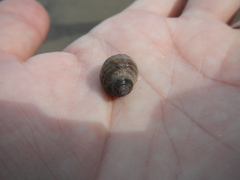 Nucella canaliculata