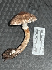 Leucoagaricus cupresseus