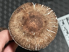 Leucoagaricus cupresseus