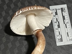 Leucoagaricus cupresseus