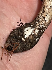Leucoagaricus cupresseus