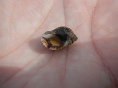 Nucella canaliculata