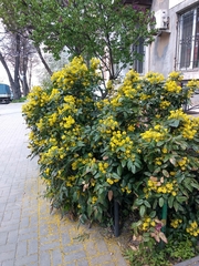 Berberis aquifolium