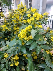 Berberis aquifolium