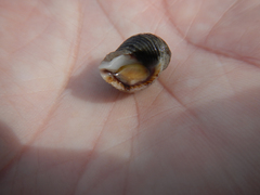 Nucella canaliculata