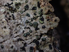 Cresponea chloroconia