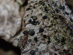 Cresponea chloroconia