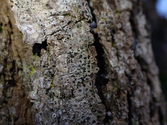 Cresponea chloroconia