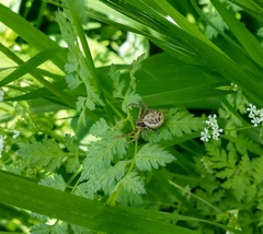 Xysticus