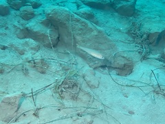 Caulolatilus princeps